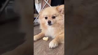 Best of WTCat Dogs Compilation