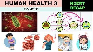 Human health NCERT 3 | Typhoid | Widal test | Salmonella typhi | Typhoid Mary | Prevention |Symptoms