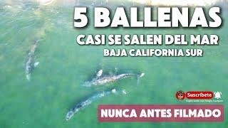 MILES DE BALLENAS   EN BAJA CALIFORNIA SUR  NUNCA ANTES GRABADAS CASI FUERA DEL OCEANO