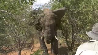 Elephant Charge Hunting Botswana - We nearly died