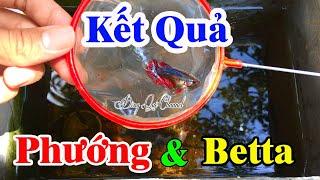 Thử Lai Tạo Cá BETTA KOI Và Cá PHƯỚNG┃Đồng Quê Channel