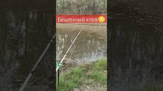 #огромнаярыба #fishing #рыбалка #щука #carpfishing #вобла #carp #воблерынащуку #bassfishing #карась