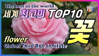 세계 최고의 TOP10 꽃, flower, 봄, 이 세상에서 가장 아름답고 희귀한 꽃은 무엇일까요?