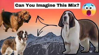 Amazing Hybrid Dogs - A Saint Bernard And What ?