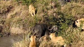 Buffalo escapes to the water as a lion pride surround it