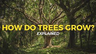 How Trees Grow | Eco Facts | One Tree Planted