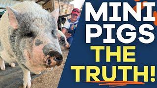 Micro Pigs as Pets: Busting the Myth!!