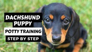 Potty Train Your Dachshund Puppy - Step by Step - It's Easier Than You Think! - Part 3/7