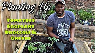 PLANTING tomatoes eggplants and broccoli || AJ's GREEN THUMB, LLC