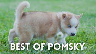 Best of Pomsky | Pomeranian and the Siberian Husky Mix