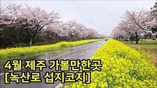 [녹산로 유채꽃도로, 섭지코지 유채꽃] 4월 제주도 가볼만한곳 Jeju Island Trip