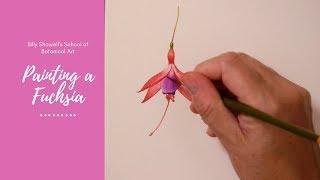 Painting a Fuchsia - Preview ⎮Billy Showell's School of Botanical Art ⎮