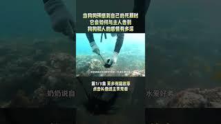 1/3 当狗狗预感到自己的死期时，它会如何与主人告别，狗狗和人的感情有多深 #狗狗 #忠犬 #dog