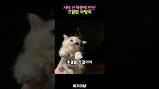 저녁 산책중에 만난 아깽이