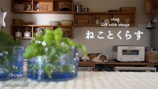 築32年】キッチンカトラリー収納とかご収納見直し/うちの子記念日【猫との暮らしvlog】