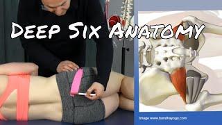 Anatomy & Palpation of Deep Six Muscles - Ask Dr. Abelson