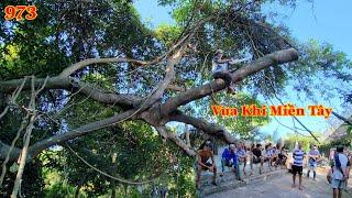 Cả xóm ra xem Vua Khỉ Miền Tây cưa tỉa cành cây Da hơn 100 năm tuổi (1/2) . Cutting banyan tree