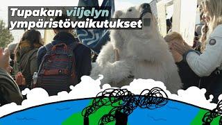 TUPAKANVILJELYN YMPÄRISTÖHAITAT | BuenoTalk