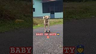 Baby on duty🫡
