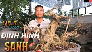 Anh Nam Lê  định hình cốt sanh cho quảng Tùng | Bonsai Đất Cảng