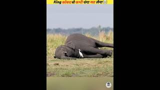 Never mess with a King Cobra snake #viral