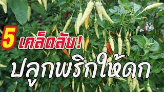 5 เคล็ดลับ! ปลูกพริกให้ดก! เก็บได้นาน แถมยังไม่มีโรคแมลงอีกต่างหาก