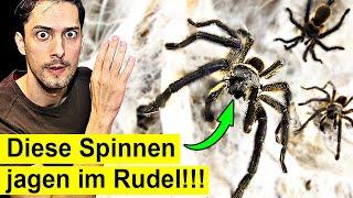 Diese Spinnen jagen im Rudel - So gefährlich sind sie für Menschen