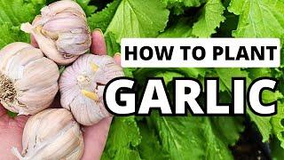 Garlic 101: How To Plant & Grow Both Soft Neck & Hard Neck Garlic #garlic #garden #gardeningtips