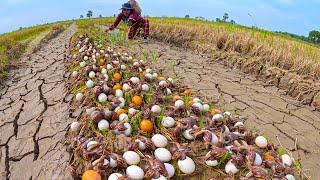 wow amazing - collection many duck eggs and snails in the dry field near the village by hand skills