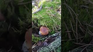 FIRST WHITE MUSHROOMДЯКУЮ ЗА ЛАЙКИ ТА ПЕРЕГЛЯД ВІДЕО