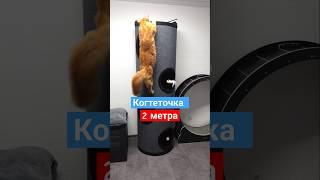 Два метра когтеточки и десятимесячный мейн-кун.  #Кот #Когтеточка #МейнКун #ДомашниеЖивотные