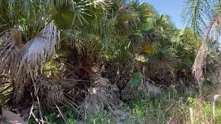 Chinese Fan Palm Farm/Large Chinese Fan Palm For Sale/Large Palms For Sale/The Tree Planters