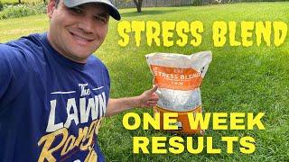 7-0-20 STRESS BLEND FERTILIZER ONE WEEK RESULTS // 7 DAY LAWN SUMMER RECOVERY