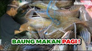 Baung Makan Pagi !  |  Mega Cat Fish ! #eps 269