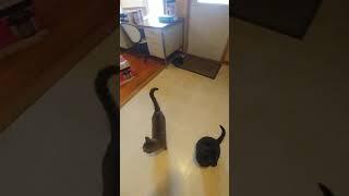 dancing kitties