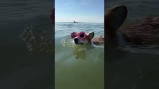 Corgi Maggie is swimming in the sea 