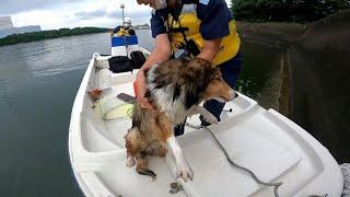 Japan coast guard officers save drowning dog from river | AFP