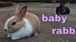 BABY RABBIT | BD360 TV