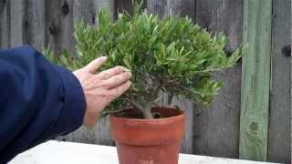 How to create an Olive tree Bonsai Part 1 initial shaping.mp4