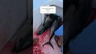 Have you ever been tuna fishing before?