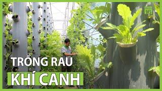 Phương pháp trồng rau khí canh mới nhất hiện nay | VTC16