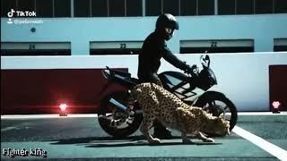 Leopardo VS moto