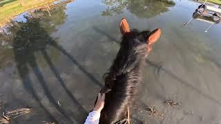 GoPro: Zephyr the Mustang (Beginner Novice | 2024 Ocala Summer II Horse Trials)