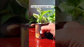 'N'Joy Pothos (Money Plant)Propagation Idea#shorts#youtube shorts#viral video#trending#song