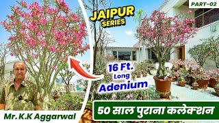 KK Aggarwal जी का 50 साल पुराना अडेनियम कलेक्शन | 50 Yr Old Adenium Collection of Mr. K.K Aggarwal 