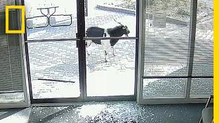 Goat 'Vandalizes' Local Business, Flees the Scene | National Geographic