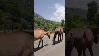 Sinthan-Kishtwar road #sinthantop #kashmir