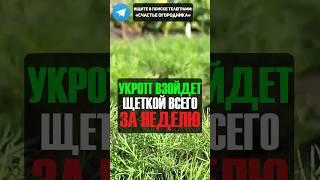 Народный Рецепт Для Быстрого Всхода Укропа! #огород #дача #укроп #сад #рецепт