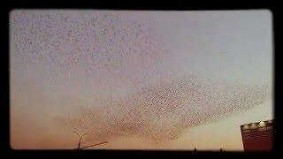 Spectacular Bird Herd.Collective Movement.