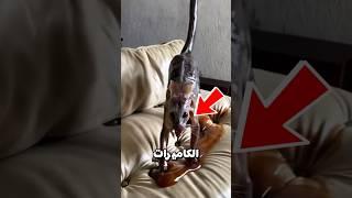 اشياء غريبة صورتها الكاميرات ج5